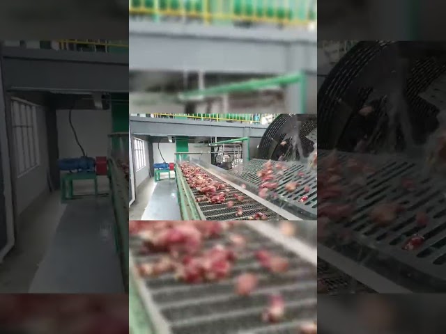 КИТАЙ Нержавеющая сталь Машина для изготовления крахмала из касавы Машина для чистки веслов для продажи